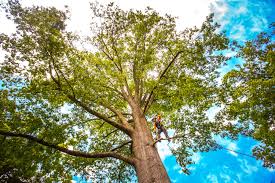 Best Emergency Tree Removal  in Warrior, AL