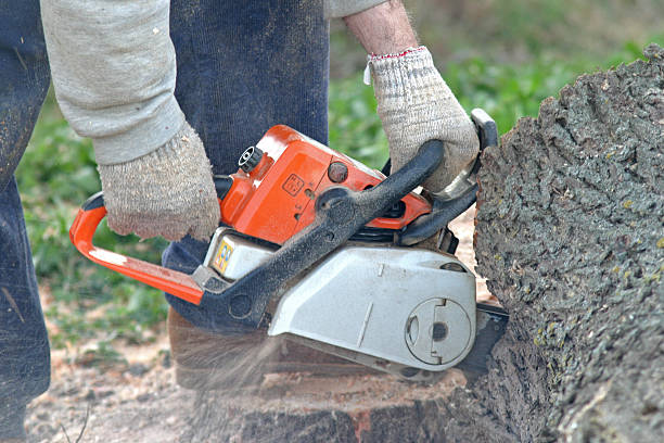 Best Leaf Removal  in Warrior, AL