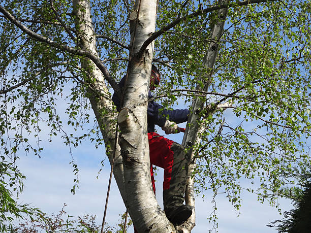 Best Tree Removal  in Warrior, AL