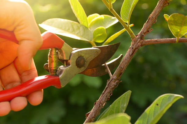 Best Fruit Tree Pruning  in Warrior, AL